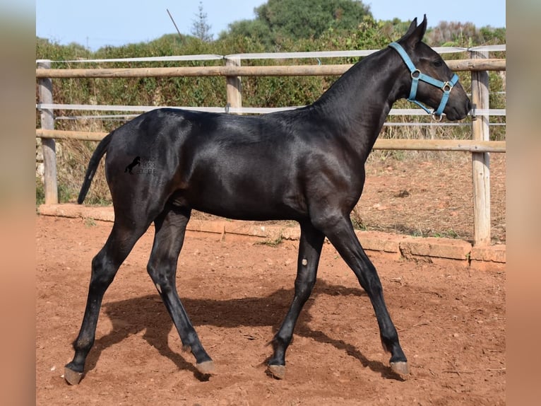 Menorquín Semental Potro (03/2024) 162 cm Negro in Menorca