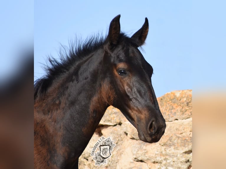 Menorquín Semental Potro (04/2024) 162 cm Negro in Menorca