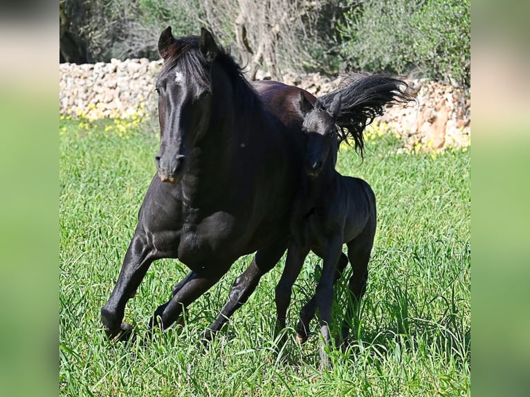 Menorquín Semental Potro (01/2026) 165 cm Negro in Menorca
