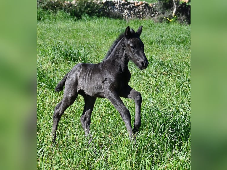 Menorquín Semental Potro (01/2026) 165 cm Negro in Menorca