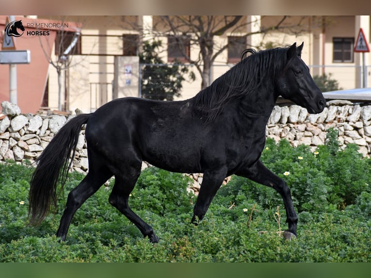 Menorquin Stallion 10 years 15,1 hh Black in Menorca