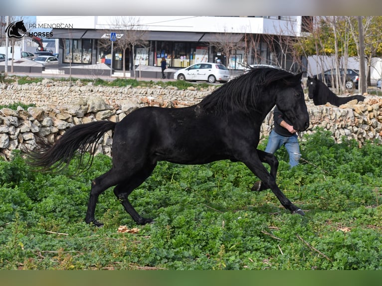 Menorquin Stallion 10 years 15,1 hh Black in Menorca