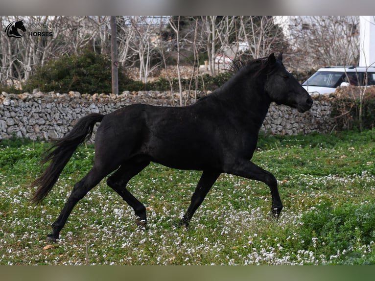 Menorquin Stallion 10 years 15,2 hh Black in Menorca