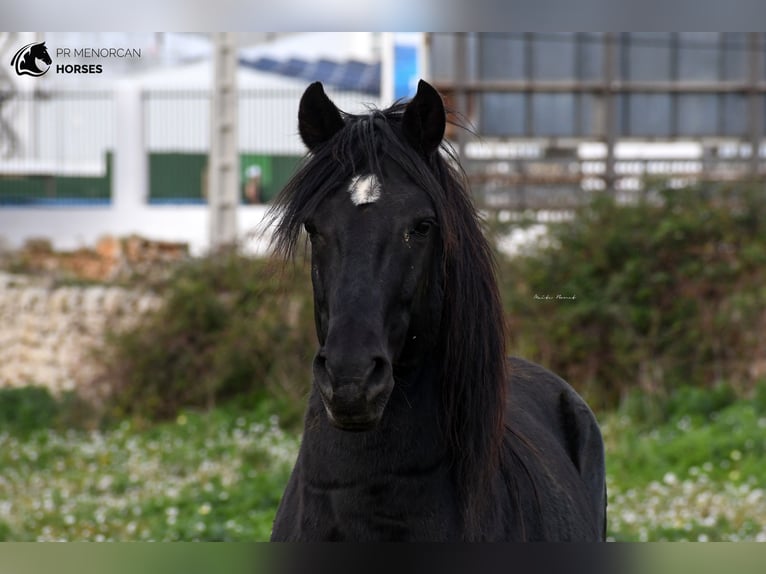 Menorquin Stallion 10 years 15,2 hh Black in Menorca