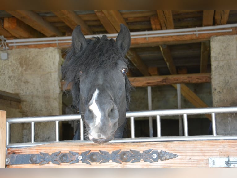 Menorquin Stallion 10 years 15.3 hh Black in Bonndorf im Schwarzwald