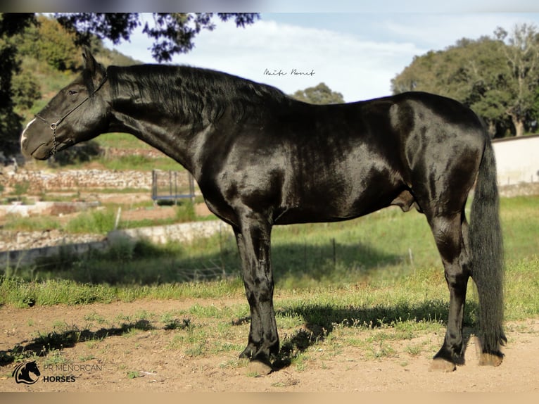 Menorquin Stallion 10 years 16 hh Black in Ciutadella de Menorca