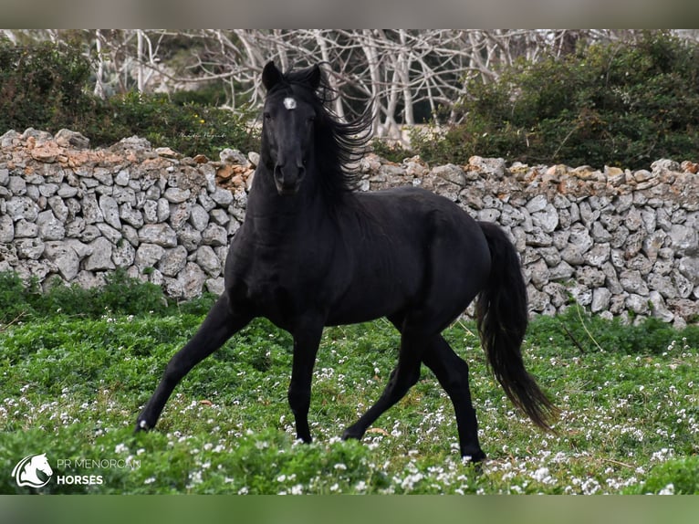 Menorquin Stallion 11 years 15,2 hh Black in Menorca