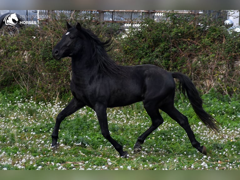 Menorquin Stallion 11 years 15,2 hh Black in Menorca