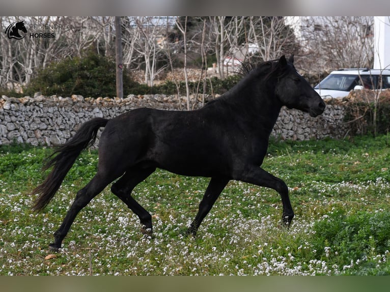 Menorquin Stallion 11 years 15,2 hh Black in Menorca