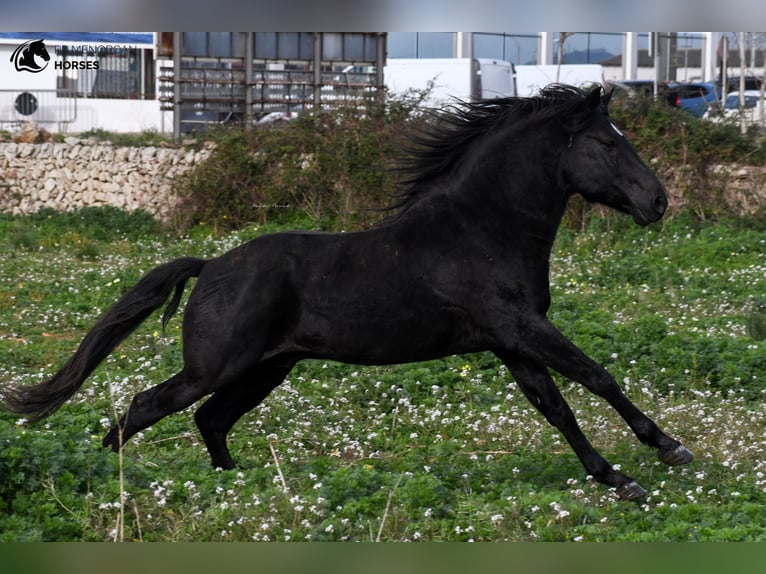 Menorquin Stallion 11 years 15,2 hh Black in Menorca