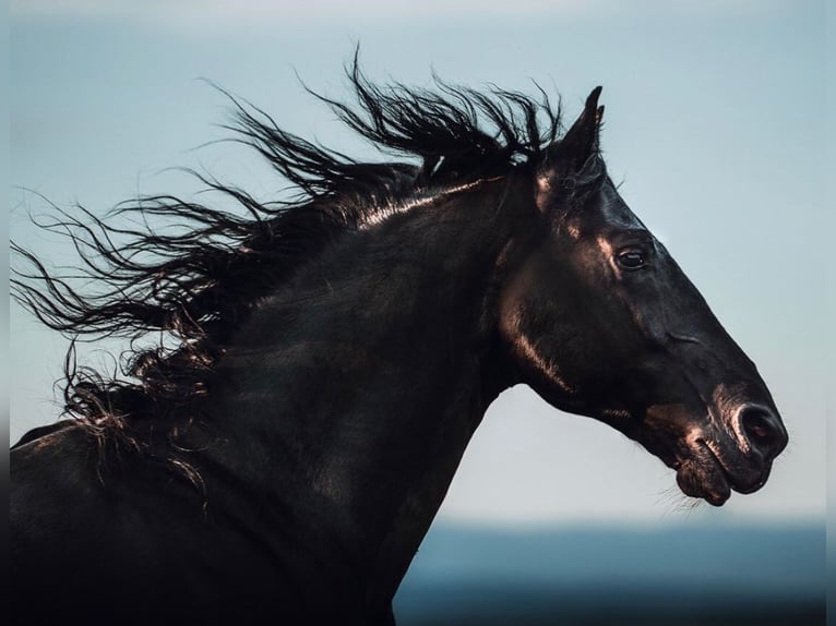 Menorquin Stallion 11 years 15,2 hh in Aubonne