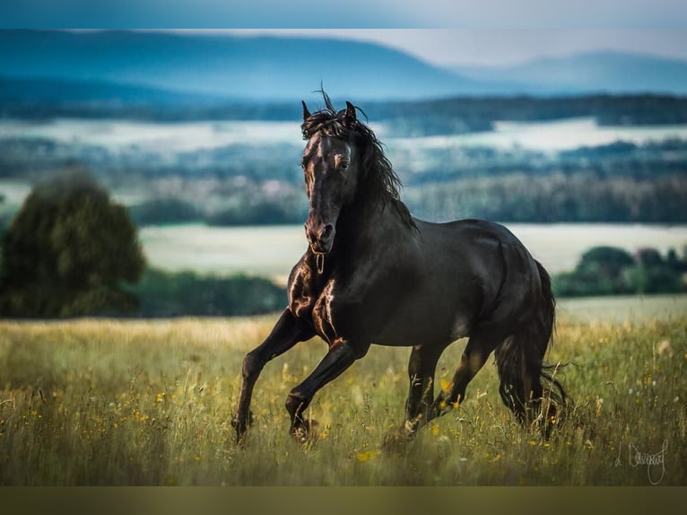 Menorquin Stallion 11 years 15,2 hh in Aubonne