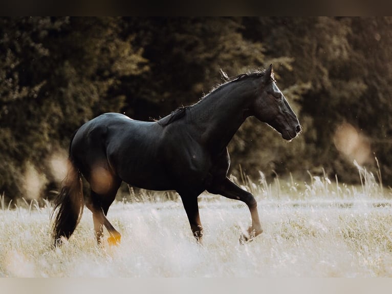 Menorquin Stallion 11 years 15,2 hh in Aubonne