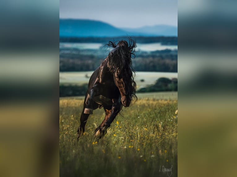 Menorquin Stallion 11 years 15,2 hh in Aubonne