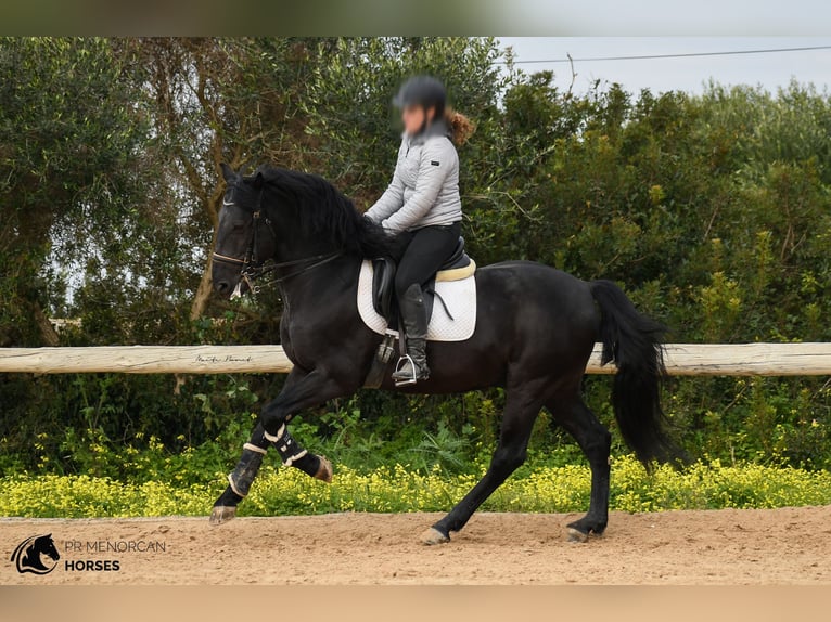 Menorquin Stallion 12 years 15,1 hh Black in Menorca
