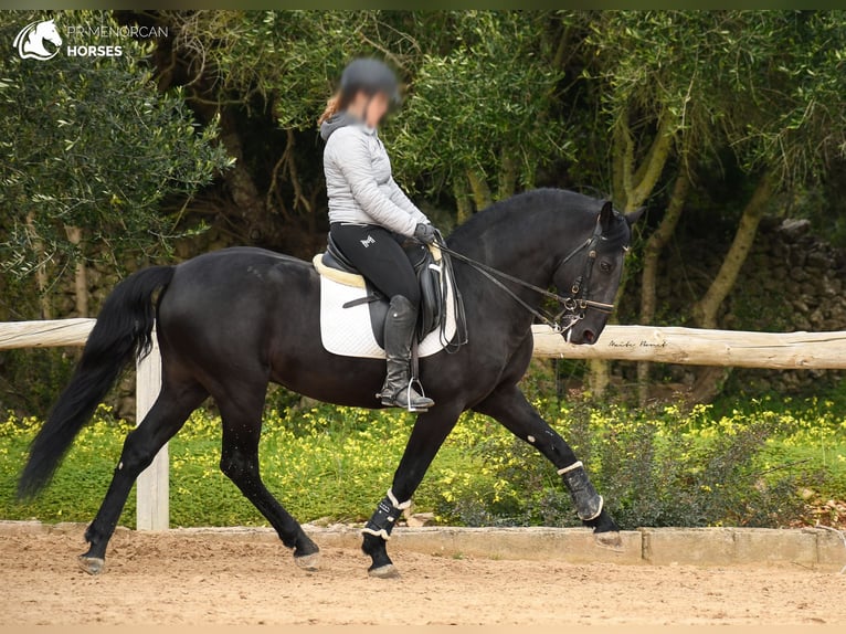 Menorquin Stallion 12 years 15,1 hh Black in Menorca