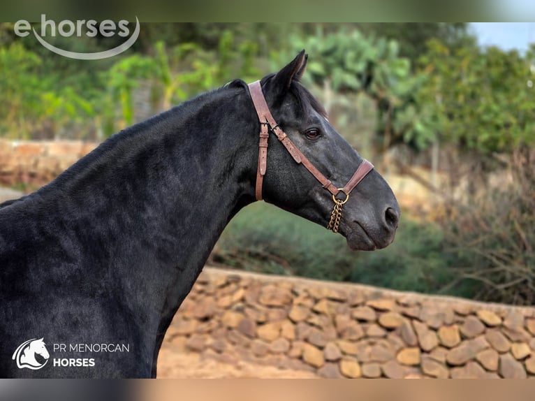 Menorquin Stallion 12 years 15.3 hh Black in Ciutadella De Menorca