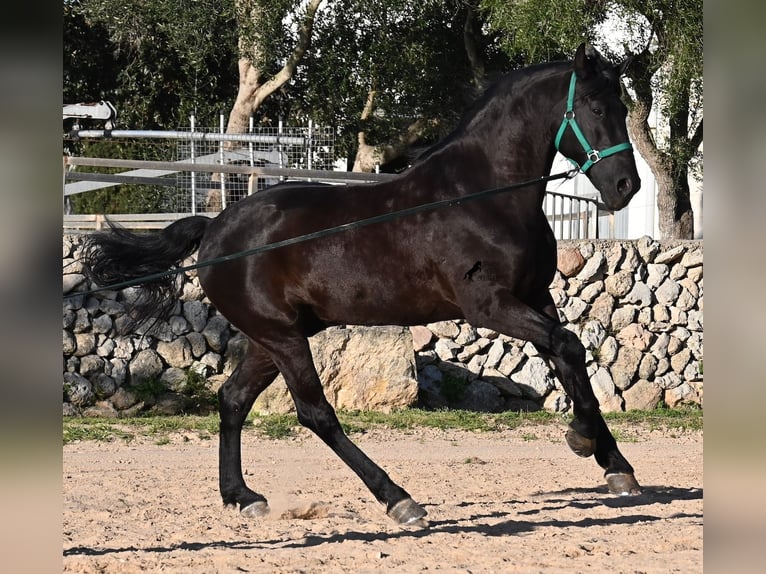 Menorquin Stallion 12 years 16.1 hh Black in Menorca