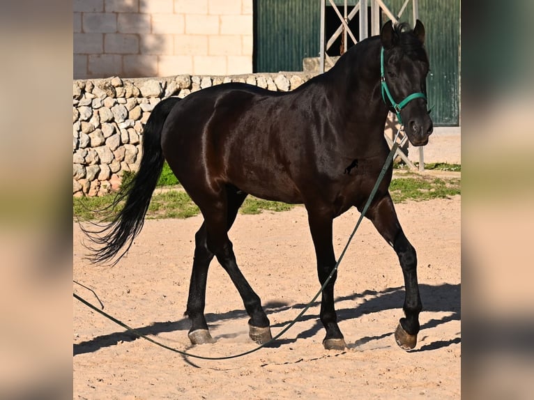 Menorquin Stallion 12 years 16.1 hh Black in Menorca