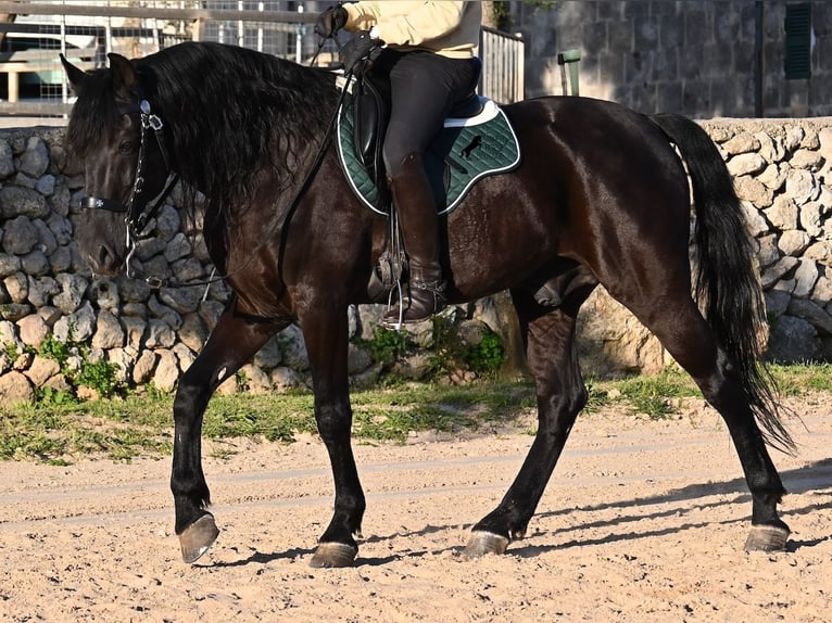 Menorquin Stallion 12 years 16.1 hh Black in Menorca