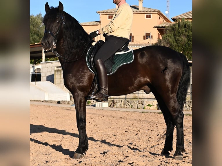 Menorquin Stallion 12 years 16.1 hh Black in Menorca
