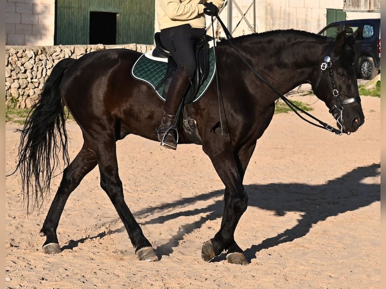 Menorquin Stallion 12 years 16,1 hh Black in Menorca