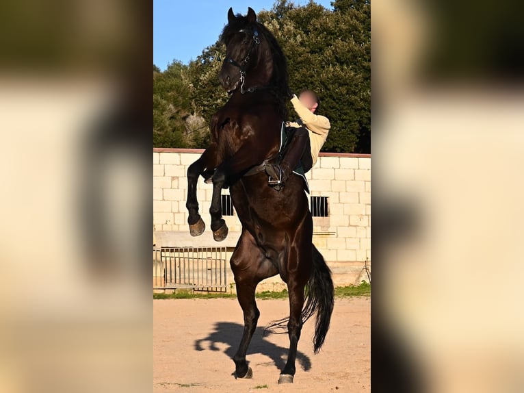 Menorquin Stallion 12 years 16,1 hh Black in Menorca