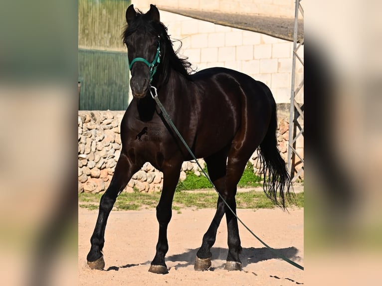 Menorquin Stallion 12 years 16,1 hh Black in Menorca