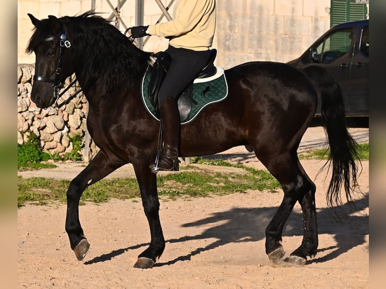 Menorquin Stallion 12 years 16,1 hh Black in Menorca