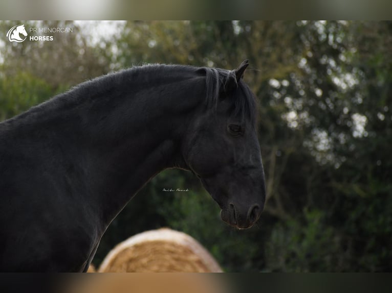 Menorquin Stallion 13 years 15,1 hh Black in Menorca