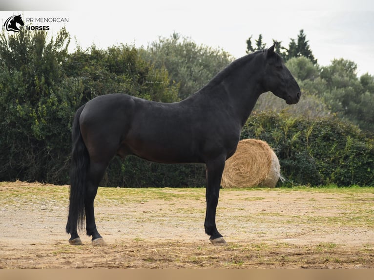 Menorquin Stallion 13 years 15,1 hh Black in Menorca