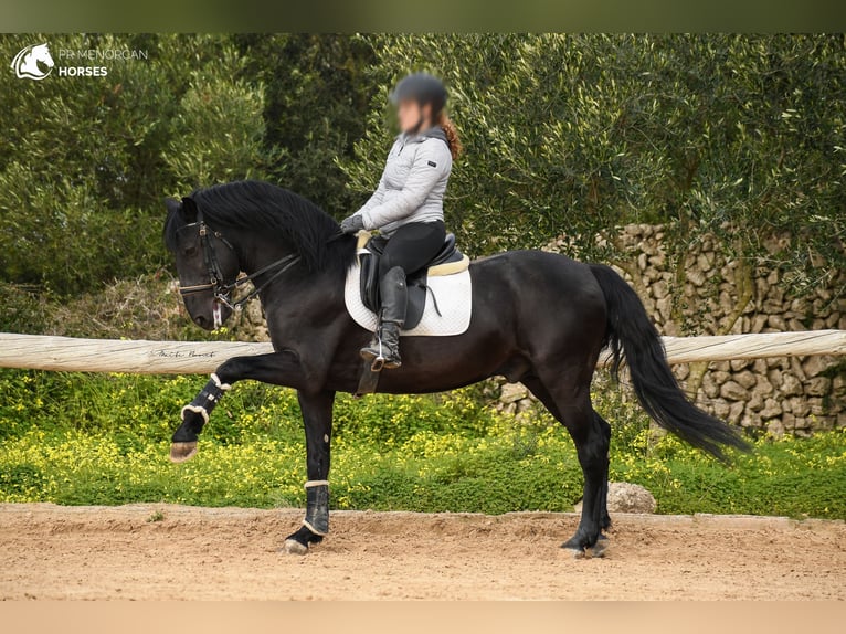 Menorquin Stallion 13 years 15,1 hh Black in Menorca