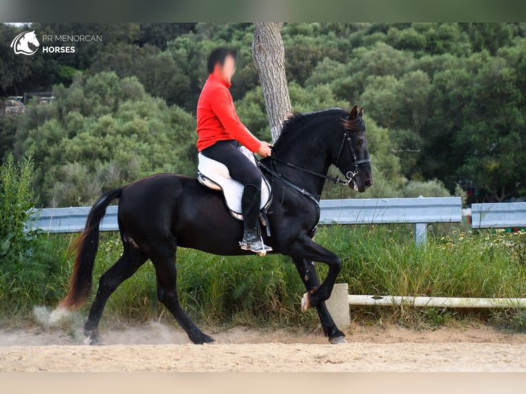 Menorquin Stallion 14 years 15 hh Black in Menorca