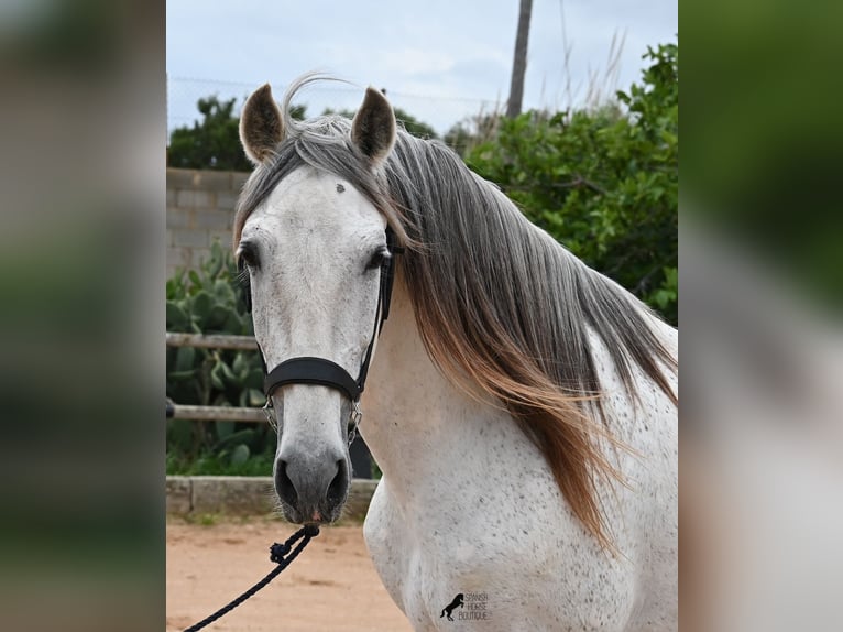 Menorquin Mix Stallion 14 years 16 hh Gray in Menorca