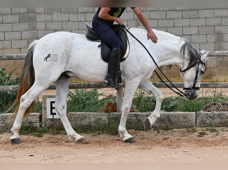 Menorquin Mix Stallion 14 years 16 hh Gray in Menorca