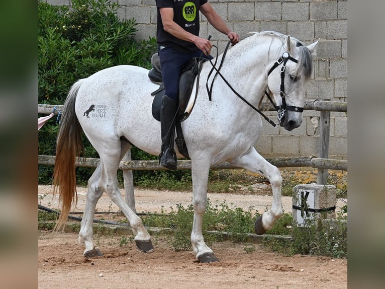 Menorquin Mix Stallion 14 years 16 hh Gray in Menorca