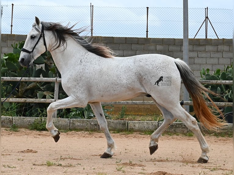 Menorquin Mix Stallion 14 years 16 hh Gray in Menorca