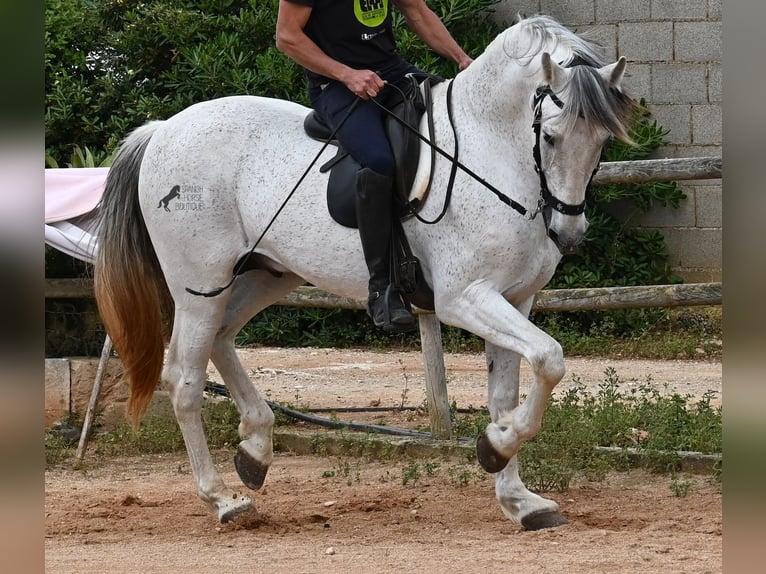 Menorquin Mix Stallion 14 years 16 hh Gray in Menorca