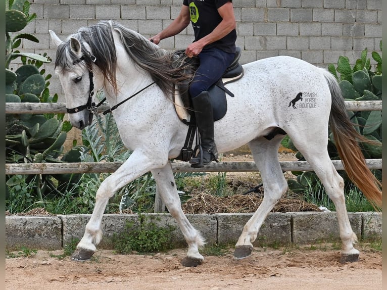 Menorquin Mix Stallion 14 years 16 hh Gray in Menorca