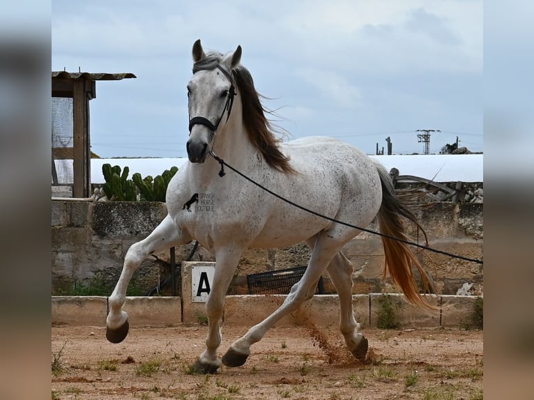 Menorquin Mix Stallion 14 years 16 hh Gray in Menorca