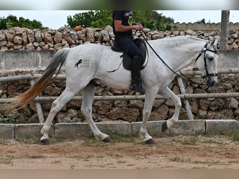 Menorquin Mix Stallion 14 years 16 hh Gray in Menorca
