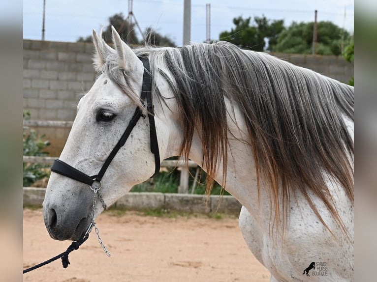 Menorquin Mix Stallion 14 years 16 hh Gray in Menorca
