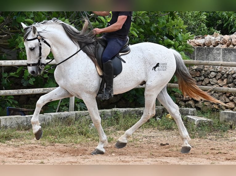 Menorquin Mix Stallion 14 years 16 hh Gray in Menorca