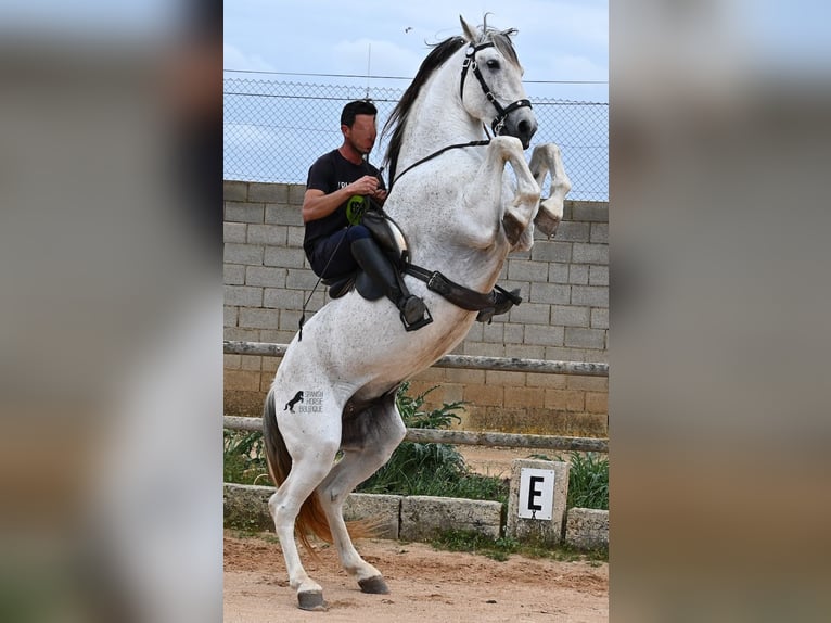 Menorquin Mix Stallion 14 years 16 hh Gray in Menorca