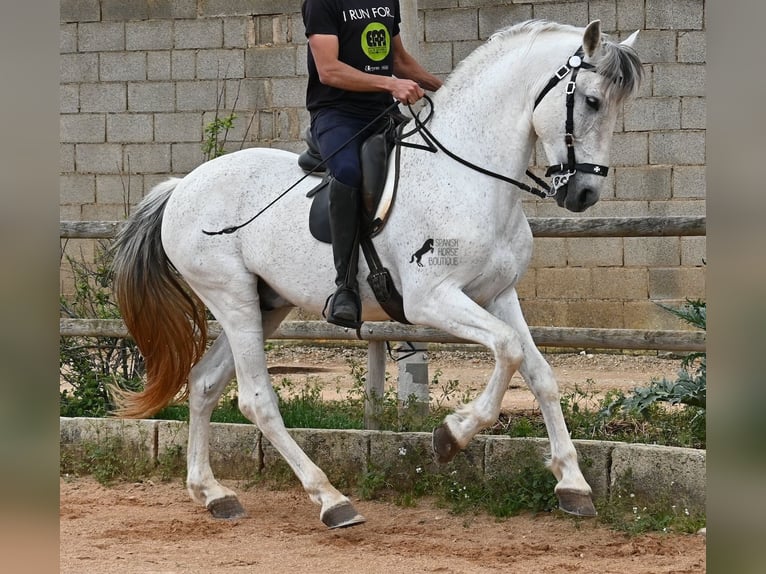 Menorquin Mix Stallion 14 years 16 hh Gray in Menorca