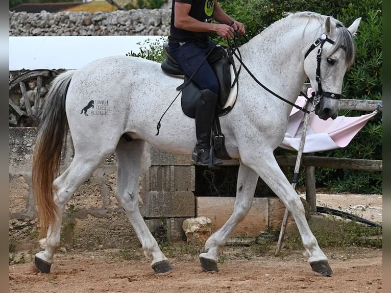 Menorquin Mix Stallion 14 years 16 hh Gray in Menorca