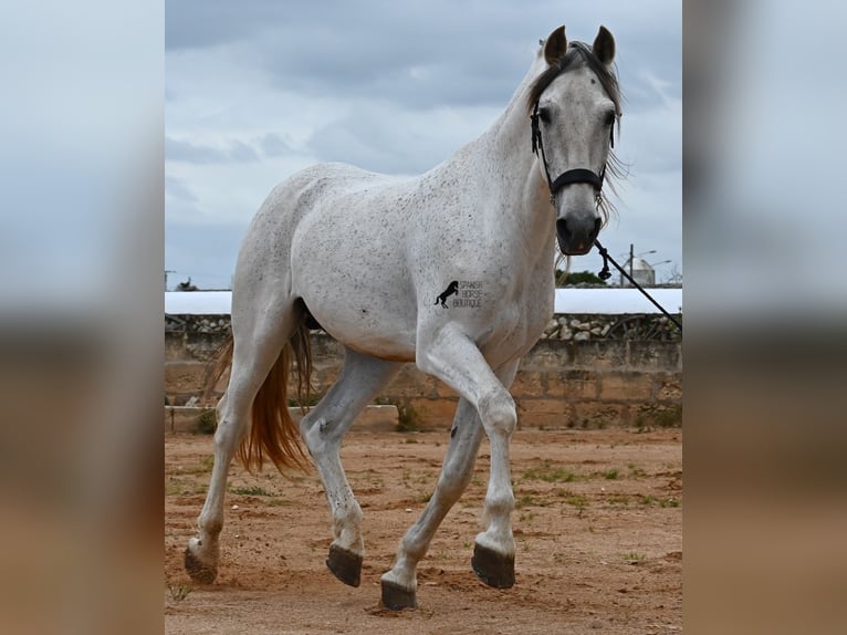 Menorquin Mix Stallion 14 years 16 hh Gray in Menorca