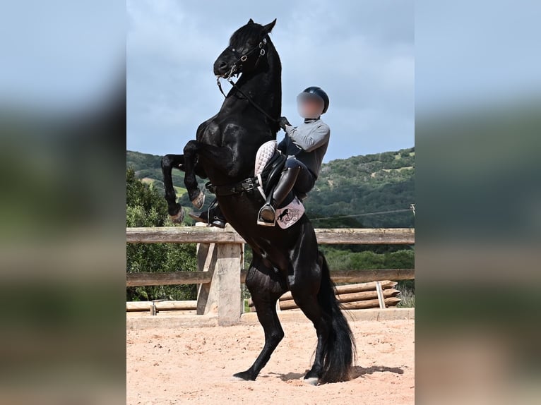 Menorquin Stallion 15 years 15,1 hh Black in Menorca