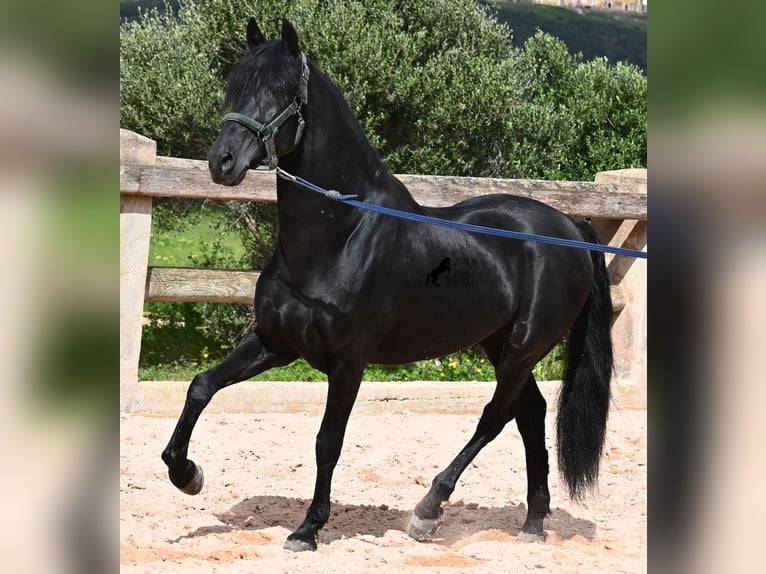 Menorquin Stallion 15 years 15,1 hh Black in Menorca