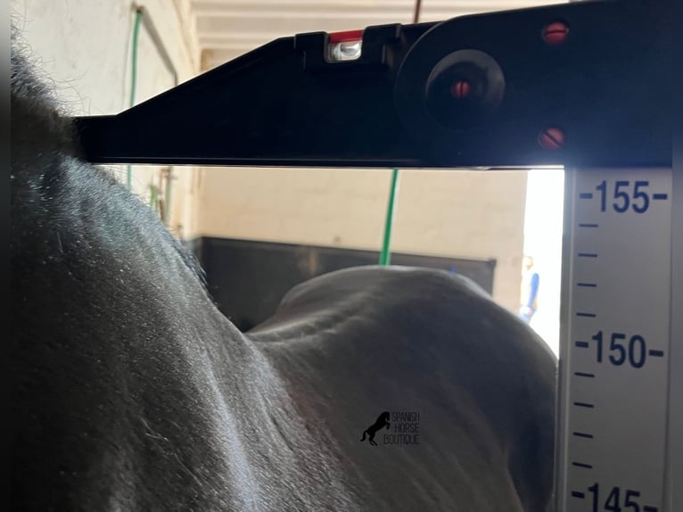 Menorquin Stallion 15 years 15,1 hh Black in Menorca